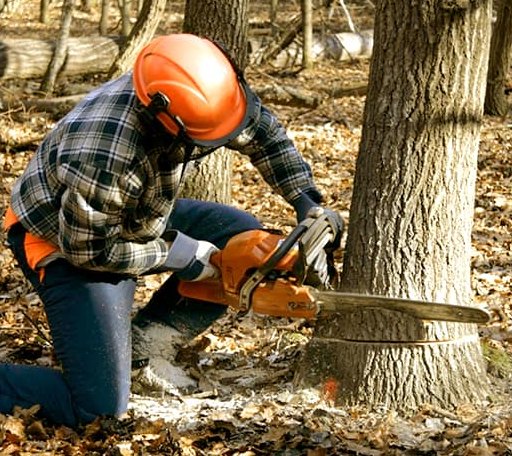 Tree Removal in The Sea Ranch, CA